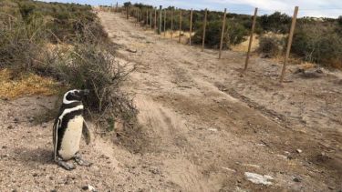 Algunos animales eligen quedarse en el lugar, donde permanecen las crías muertas.-