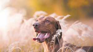 Espigas: el enemigo de la naturaleza para los perros