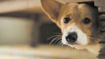 Imagen de Demasiado ruido: qué hacer cuando un perro tiene miedo