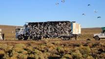Imagen de Video: así liberaron a las 7 mil palomas en Zapala