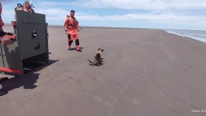 Liberan a un lobo marino, luego de ser rescatado en mal estado en Bahía San Blas