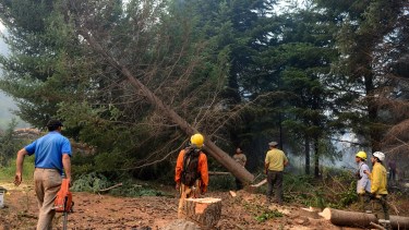 A unos 3 kilómetros del poblado de Río Villegas se concentran las tareas de volteo de pinos para trazar el cortafuegos que evite el avance del incendio a las casas. Foto: Chino Leiva