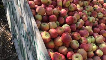 Desde La Deliciosa explicaron los detalles de la producción orgánica. (Gentileza).-