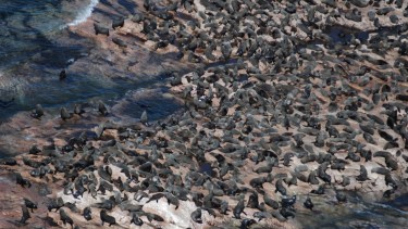 En el área natural viven lobos marinos de un pelo, pingüinos y otras especies. Foto: Guillermo Svendsen
