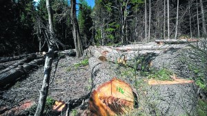 Los bosques nativos, sin protección en Río Negro