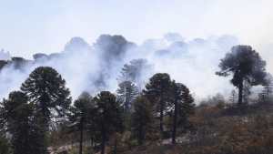 Piden informes para saber cómo fueron los procedimientos en el incendio en Aluminé
