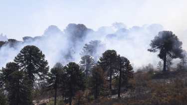 El Lote 39 de Quillén fue el foco de incendio.  Foto: Prensa de Gobierno