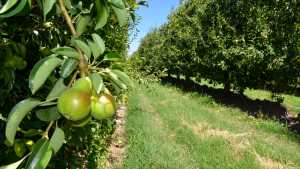 Las pérdidas en la fruticultura suman 20.000 millones de pesos
