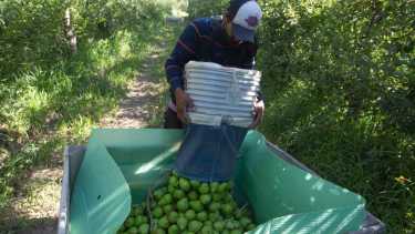 La pera y la manzana se ecnuentran en advertencia de crisis. Foto Archivo Juan Thomes.