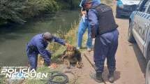 Imagen de Rescataron a un perro que cayó en el interior de un canal de Neuquén