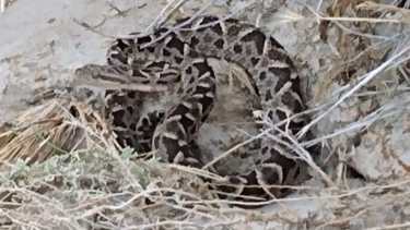 La serpiente fue divisada en un sendero en Paso Córdoba. (Foto gentileza)