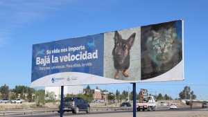 Con llamativos carteles piden a conductores que bajen la velocidad en el ingreso a Neuquén