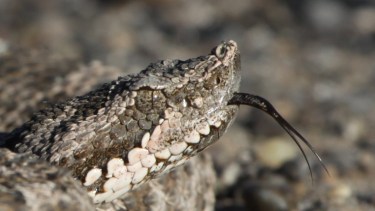 Uno de los reptiles venenosos que hay en la barda norte es la yarará ñata. Si no se recibe atención médica puede causar la muerte. Foto gentileza Dirección de Fauna