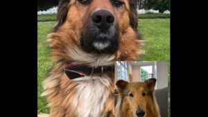 Dylan, el perro de Alberto Fernández hizo videollamada con Brownie, la mascota de Boric