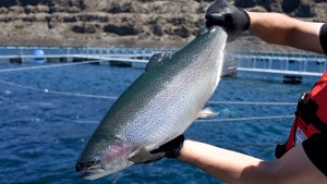 Acuicultura, desde Piedra del Águila hasta el mundo