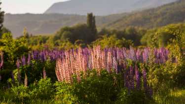 Los lupinos brillan en los paisajes de San Martín de los Andes. Foto: Patricio Rodríguez