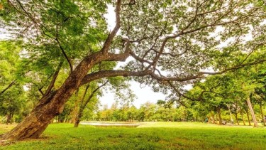 Re-naturalizar el Alto Valle: más biodiversidad, menos pandemias