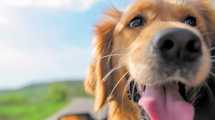 Imagen de Nos vamos de vacaciones, ¿qué hacemos con el perro?
