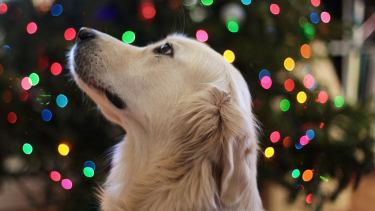 "En una explosión, el perro no sabe que pasa y no entiende de dónde proviene", explicó el especialista.