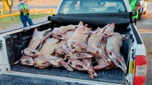 Decomisaron 61 chivitos en la previa a Nochebuena y Navidad en Neuquén