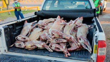 El organismo realizó cuatro intervenciones a mercaderías, donde decomisaron 61 chivitos. Foto: Neuquén Informa.