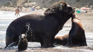 Los lobos marinos en la playa La Lobería, a 30 km de El Cóndor y 63 de Viedma, al norte de la Patagonia. 