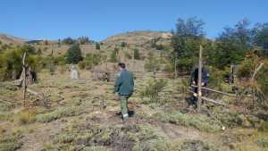 Cortaron lengas que crecieron tras un incendio en el sur de Bariloche para hacer corrales