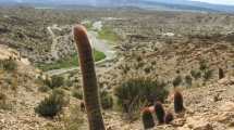 Imagen de Descubrí los cactus gigantes en el norte neuquino con esta caminata