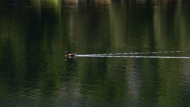 Los animales también disfrutan de las buenas temperaturas. Foto: agencia Bariloche.-
