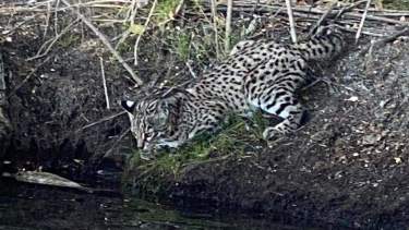 El felino fue captado en Collón Cura. Foto: Gentileza Facebook Hugo Jara. 