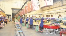 Imagen de Empresarios frutícolas temen ausentismo masivo en galpones de empaque, en Regina