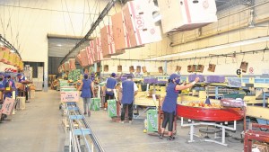 Empresarios frutícolas temen ausentismo masivo en galpones de empaque, en Regina