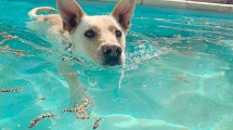 Imagen de Guarderías caninas: una opción en tiempos de viajes