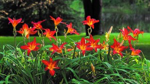 Flores que se destacan: las plantas que llenan de color