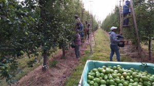 Las heladas de octubre y el granizo afectaron la cosecha de peras William&#8217;s en la región
