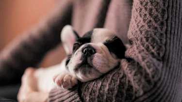 El parvovirus suele ser letal en cachorros