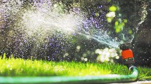 Imagen de Jardín en verano: cuánto, cuándo y cómo regar sin derrochar agua
