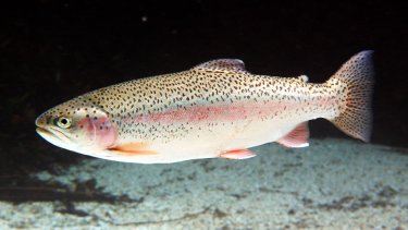 Migración. La trucha arco  iris va  al océano  a  alimentarse  y  vuelven  al  río  a  reproducirse. Foto: gentileza