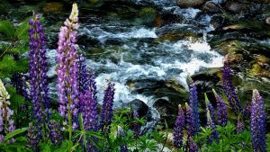 Flor de verano: mirá las cinco fotos finalistas de la semana del concurso Voy Verano Patagonia