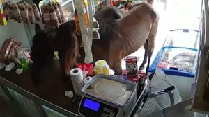 Video: dos caballos entraron a un kiosco en Córdoba y ¡se comieron todo!