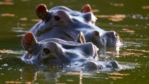 «No los maten»: así defienden en Colombia a los hipopótamos de Pablo Escobar