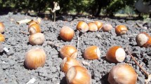 Imagen de Evalúan nuevas variedades de avellanos en el Valle Inferior