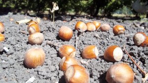 Evalúan nuevas variedades de avellanos en el Valle Inferior
