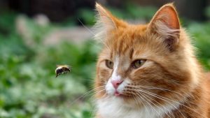 Abejas, alacranes y arañas, esos vecinos molestos