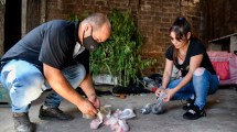 Imagen de Las primeras pericias no detectan fentanilo en la cocaína adulterada