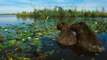 Imagen de Día Mundial de los Humedales: ecosistemas que más contribuciones hacen a la sociedad