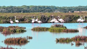 Debemos mantener la salud ecológica de los humedales