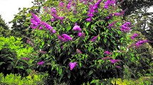 Imagen de La planta arbustiva que es muy fácil de cuidar, estalla en flores y atrae mariposas a tu jardín