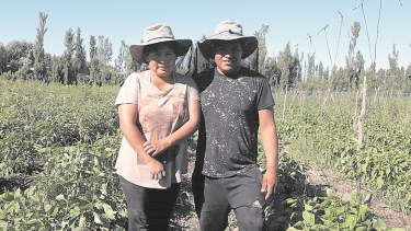 La producción que se realiza en la chacra de Estrada Laime se comercializa en verdulerías, ferias de Choele y Beltrán, y hasta en Buenos Aires.