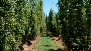 La plantación de lúpulo más grande de Quilmes en el país será la de Fernández Oro
